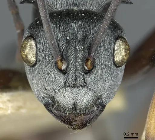 Polyrhachis tibialis specimen CASENT0912158 image casent0912158_2