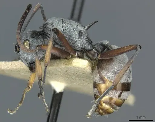 Polyrhachis tibialis specimen CASENT0912158 image casent0912158_3