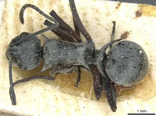 Polyrhachis tibialis specimen CASENT0912159 image casent0912159_1