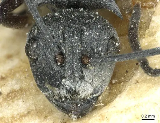 Polyrhachis tibialis specimen CASENT0912159 image casent0912159_2