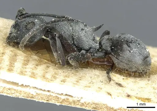 Polyrhachis tibialis specimen CASENT0912159 image casent0912159_3
