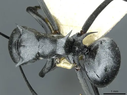Polyrhachis tibialis specimen CASENT0912160 image casent0912160_1