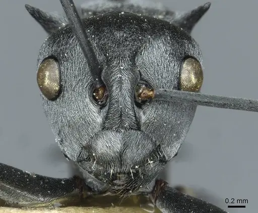 Polyrhachis tibialis specimen CASENT0912160 image casent0912160_2