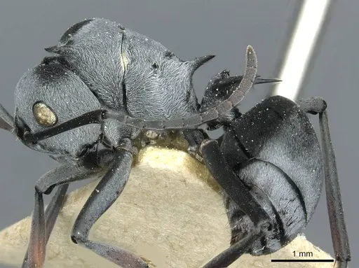Polyrhachis tibialis specimen CASENT0912160 image casent0912160_3