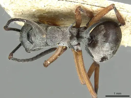 Polyrhachis tibialis specimen CASENT0913714 image casent0913714_1