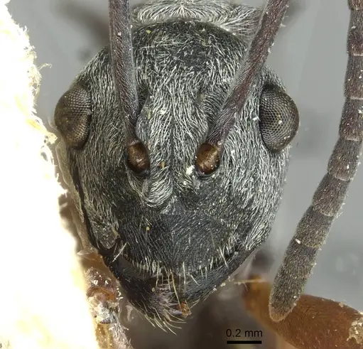 Polyrhachis tibialis specimen CASENT0913714 image casent0913714_2