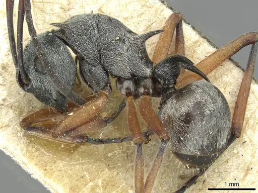 Polyrhachis tibialis specimen CASENT0913714 image casent0913714_3