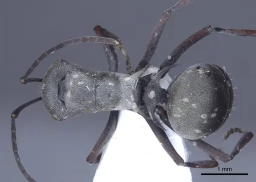 Polyrhachis tibialis specimen CASENT0916777 image casent0916777_1