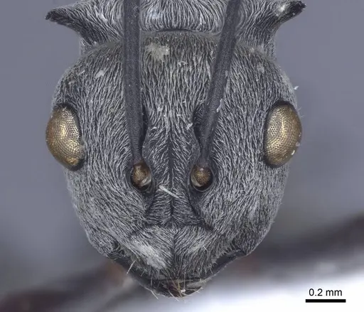 Polyrhachis tibialis specimen CASENT0916777 image casent0916777_2