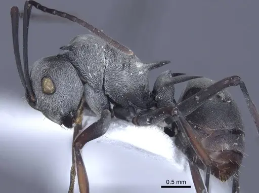 Polyrhachis tibialis specimen CASENT0916777 image casent0916777_3