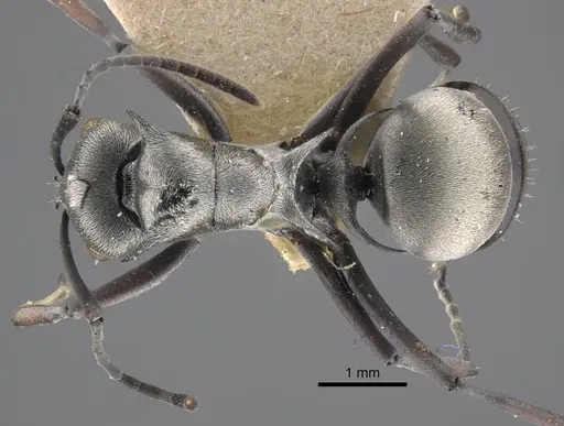 Polyrhachis tibialis specimen CASENT0917274 image casent0917274_1