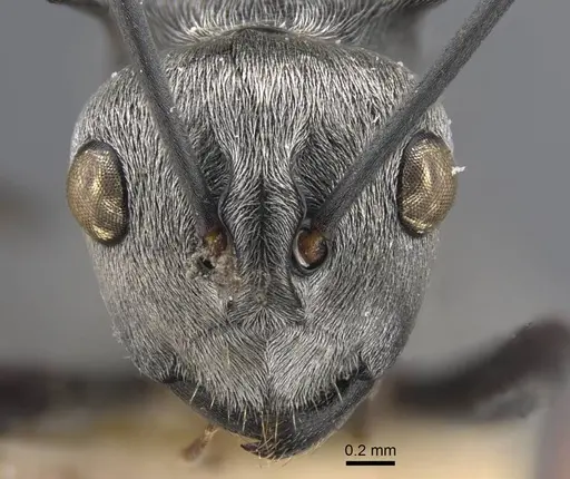 Polyrhachis tibialis specimen CASENT0917274 image casent0917274_2