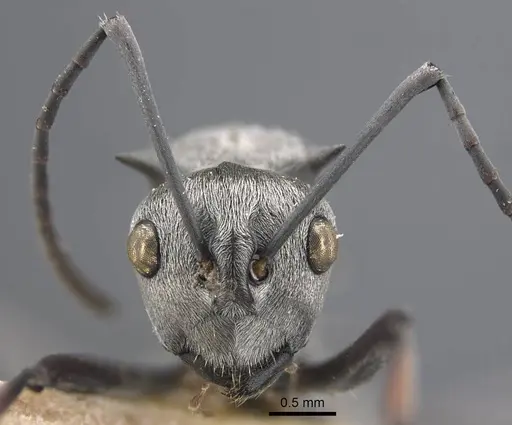 Polyrhachis tibialis specimen CASENT0917274 image casent0917274_3