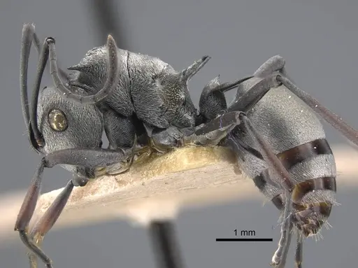 Polyrhachis tibialis specimen CASENT0917274 image casent0917274_4