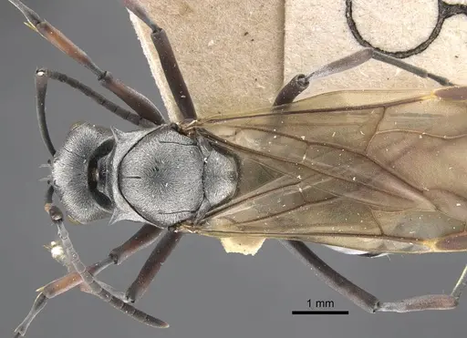 Polyrhachis tibialis specimen CASENT0917275 image casent0917275_1