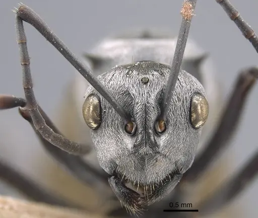Polyrhachis tibialis specimen CASENT0917275 image casent0917275_3
