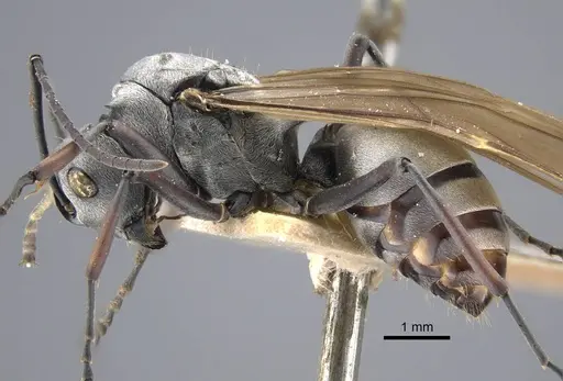 Polyrhachis tibialis specimen CASENT0917275 image casent0917275_4