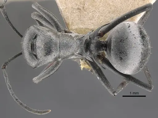 Polyrhachis tibialis specimen CASENT0917276 image casent0917276_1