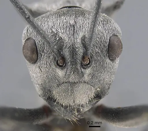 Polyrhachis tibialis specimen CASENT0917276 image casent0917276_2