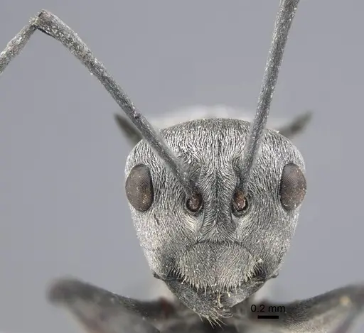 Polyrhachis tibialis specimen CASENT0917276 image casent0917276_3