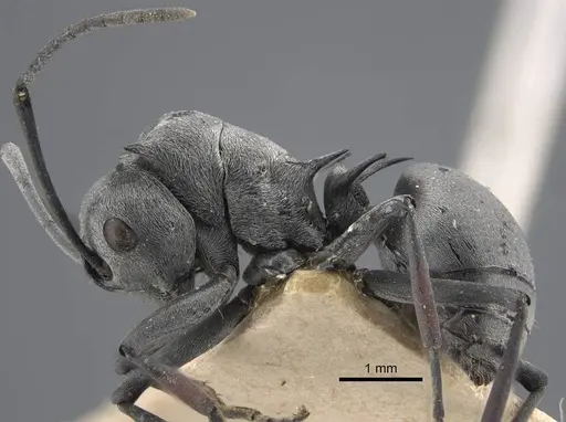 Polyrhachis tibialis specimen CASENT0917276 image casent0917276_4
