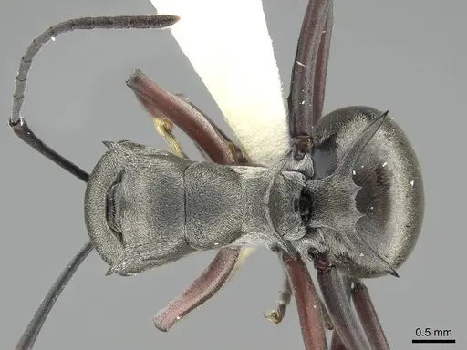 Polyrhachis tibialis specimen CASENT0919887 image casent0919887_1