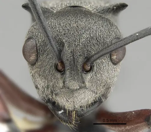 Polyrhachis tibialis specimen CASENT0919887 image casent0919887_2
