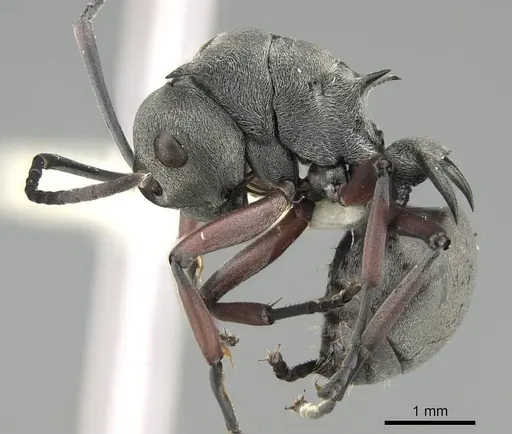 Polyrhachis tibialis specimen CASENT0919887 image casent0919887_3