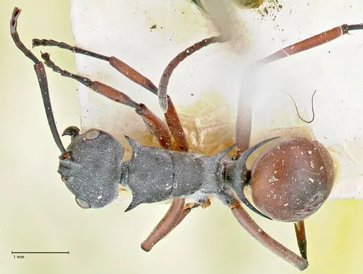 Polyrhachis tibialis specimen FOCOL2652 image focol2652_1