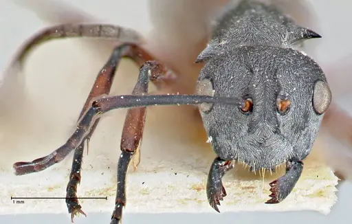 Polyrhachis tibialis specimen FOCOL2652 image focol2652_2