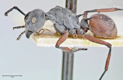 Polyrhachis tibialis specimen FOCOL2652 image focol2652_3