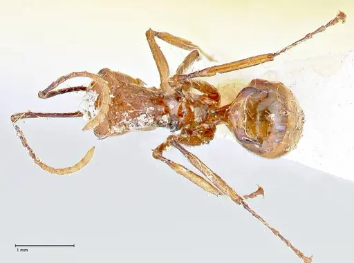 Polyrhachis tragos specimen FOCOL2654 image focol2654_1