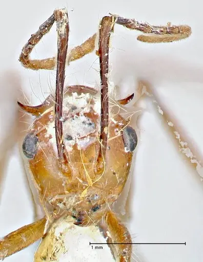 Polyrhachis tragos specimen FOCOL2654 image focol2654_2