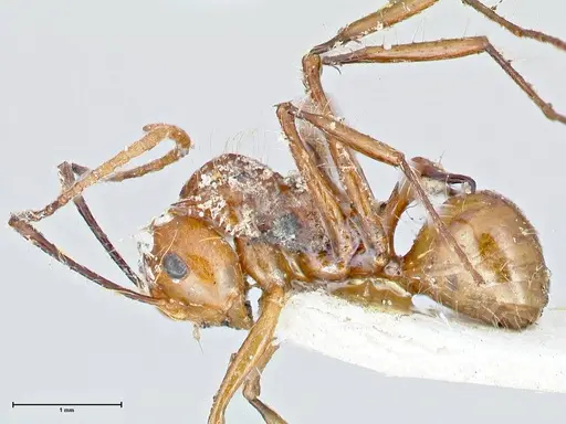 Polyrhachis tragos specimen FOCOL2654 image focol2654_3