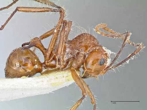 Polyrhachis tragos specimen FOCOL2654 image focol2654_4