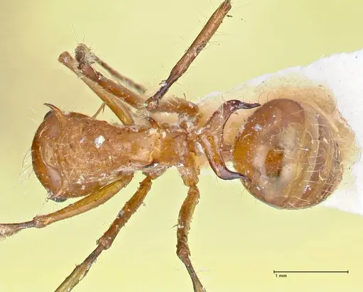 Polyrhachis tragos specimen FOCOL2655 image focol2655_1