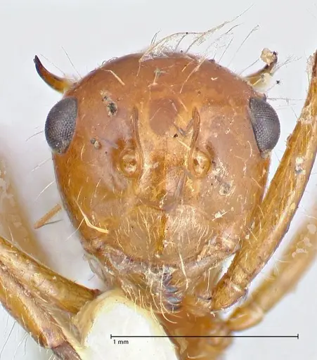 Polyrhachis tragos specimen FOCOL2655 image focol2655_2