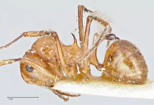 Polyrhachis tragos specimen FOCOL2655 image focol2655_3
