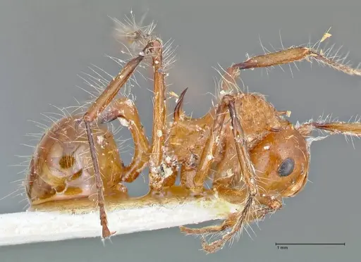 Polyrhachis tragos specimen FOCOL2655 image focol2655_4
