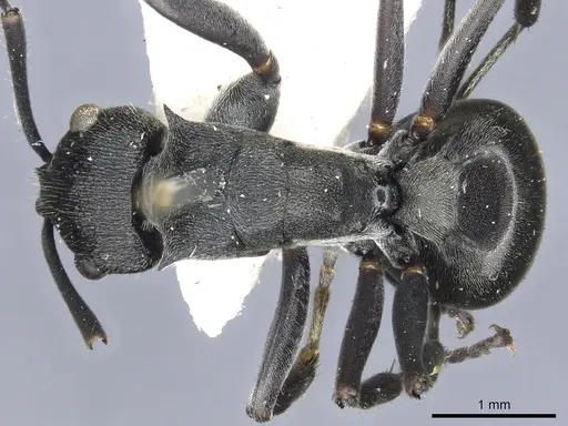 Polyrhachis transiens specimen CASENT0903463 image casent0903463_1