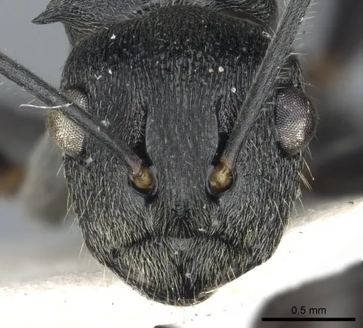 Polyrhachis transiens specimen CASENT0903463 image casent0903463_2