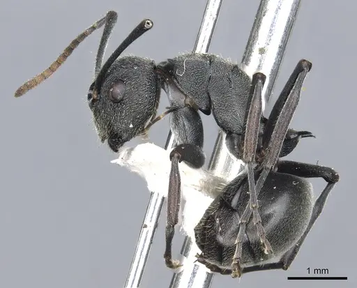 Polyrhachis transiens specimen CASENT0903463 image casent0903463_3