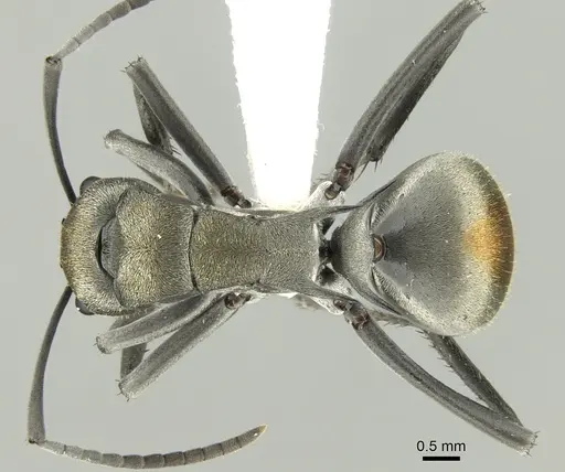 Polyrhachis trapezoidea specimen CASENT0906596 image casent0906596_1