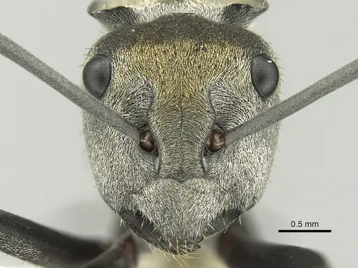 Polyrhachis trapezoidea specimen CASENT0906596 image casent0906596_2