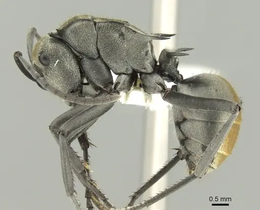 Polyrhachis trapezoidea specimen CASENT0906596 image casent0906596_3