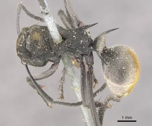 Polyrhachis trapezoidea specimen CASENT0910813 image casent0910813_1