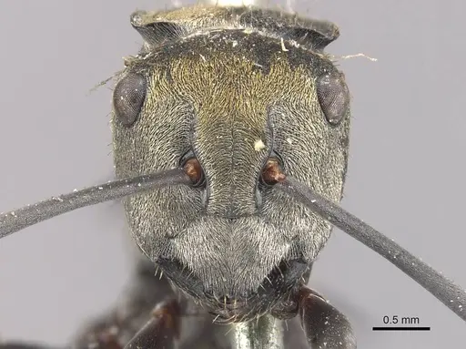 Polyrhachis trapezoidea specimen CASENT0910813 image casent0910813_2