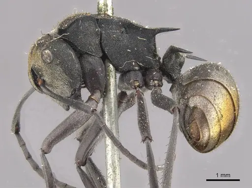 Polyrhachis trapezoidea specimen CASENT0910813 image casent0910813_3