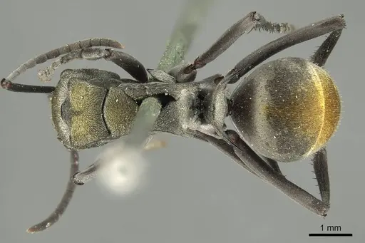 Polyrhachis trapezoidea specimen CASENT0915622 image casent0915622_1
