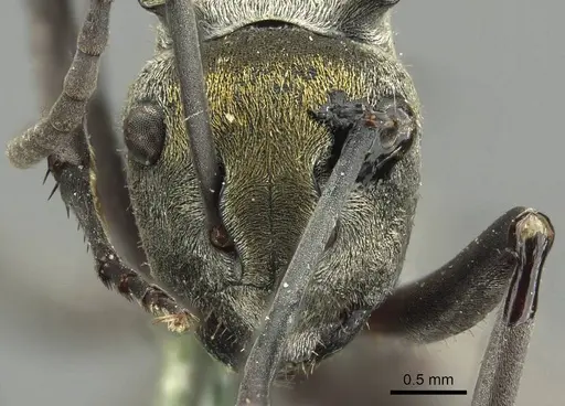 Polyrhachis trapezoidea specimen CASENT0915622 image casent0915622_2